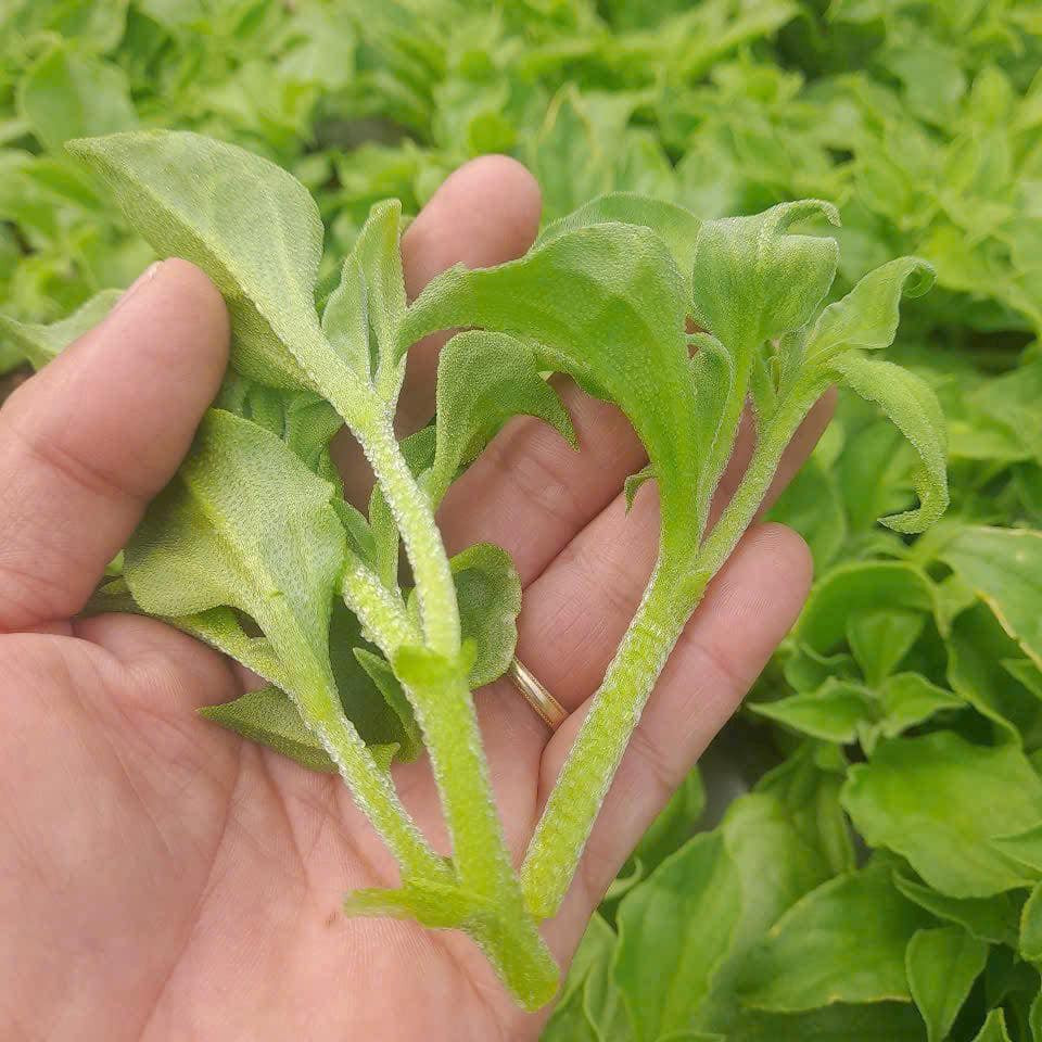 Giá trị dinh dưỡng của rau giọt sương lần đầu được phát hiện một giáo sư tại Đại học Saga (Nhật Bản). Sau khi cải tiến, rau bông tuyết trở thành đặc sản có giá trị cao. Ảnh: Facebook