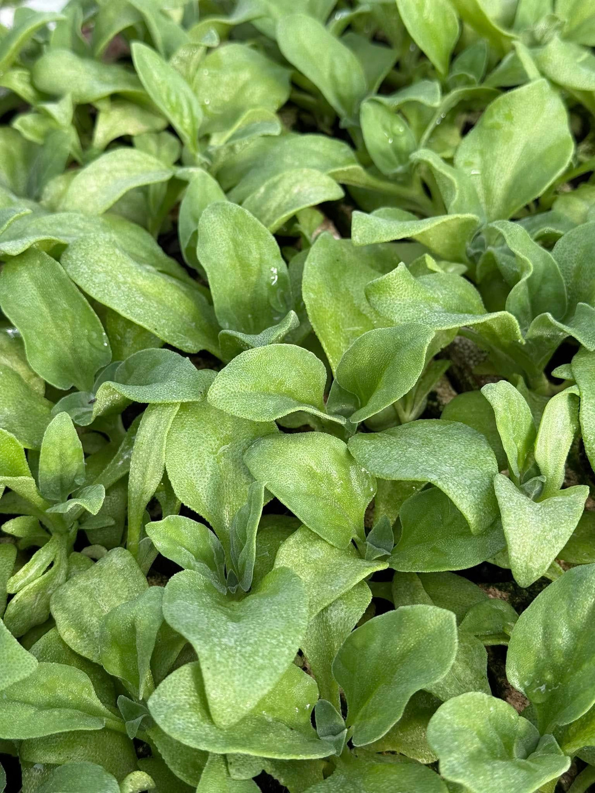 Ngoài bán rau tươi, một số nhà vườn còn bán giống rau bông tuyết khoảng 2.000 đồng/cây. Ảnh: Facebook