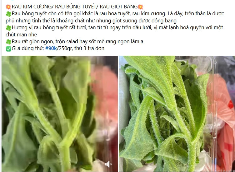 Ở Việt Nam, rau bông tuyết được rao bán trên chợ mạng 90.000 đồng/250g, tương đương 360.000 đồng/kg. Ảnh chụp màn hình