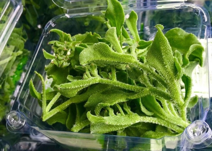 Loại rau này có thân mọng nước. Trên bề mặt lá và thân của rau có các hạt lấp lánh như những giọt sương đọng lại. Ảnh: Facebook