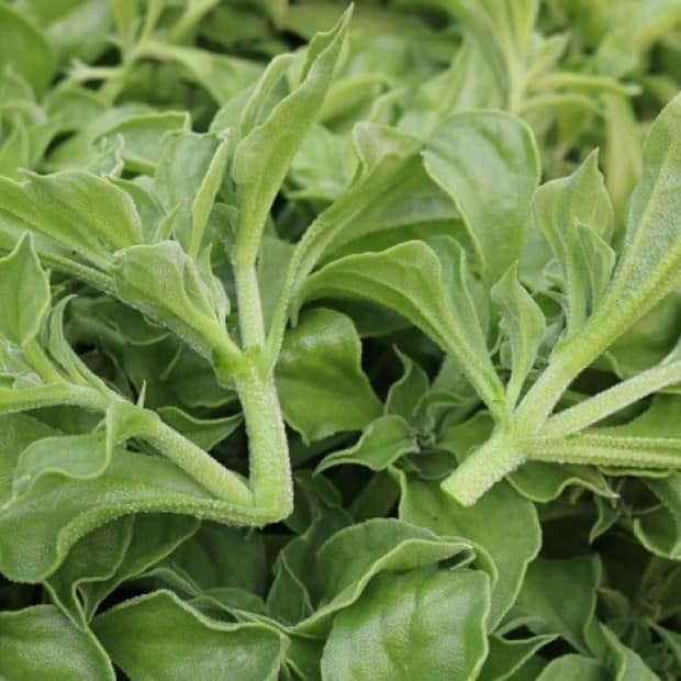 Bên cạnh đó, rau bông tuyết có hàm lượng dinh dưỡng cao, giàu các chất dinh dưỡng như Natri, Kali, axit amin, chất chống oxy hóa…Ảnh: Facebook