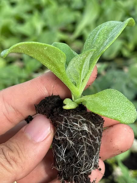 Rau bông tuyết có nguồn gốc từ châu Phi, sau này được trồng ở nhiều nơi trên thế giới. Ảnh: Facebook