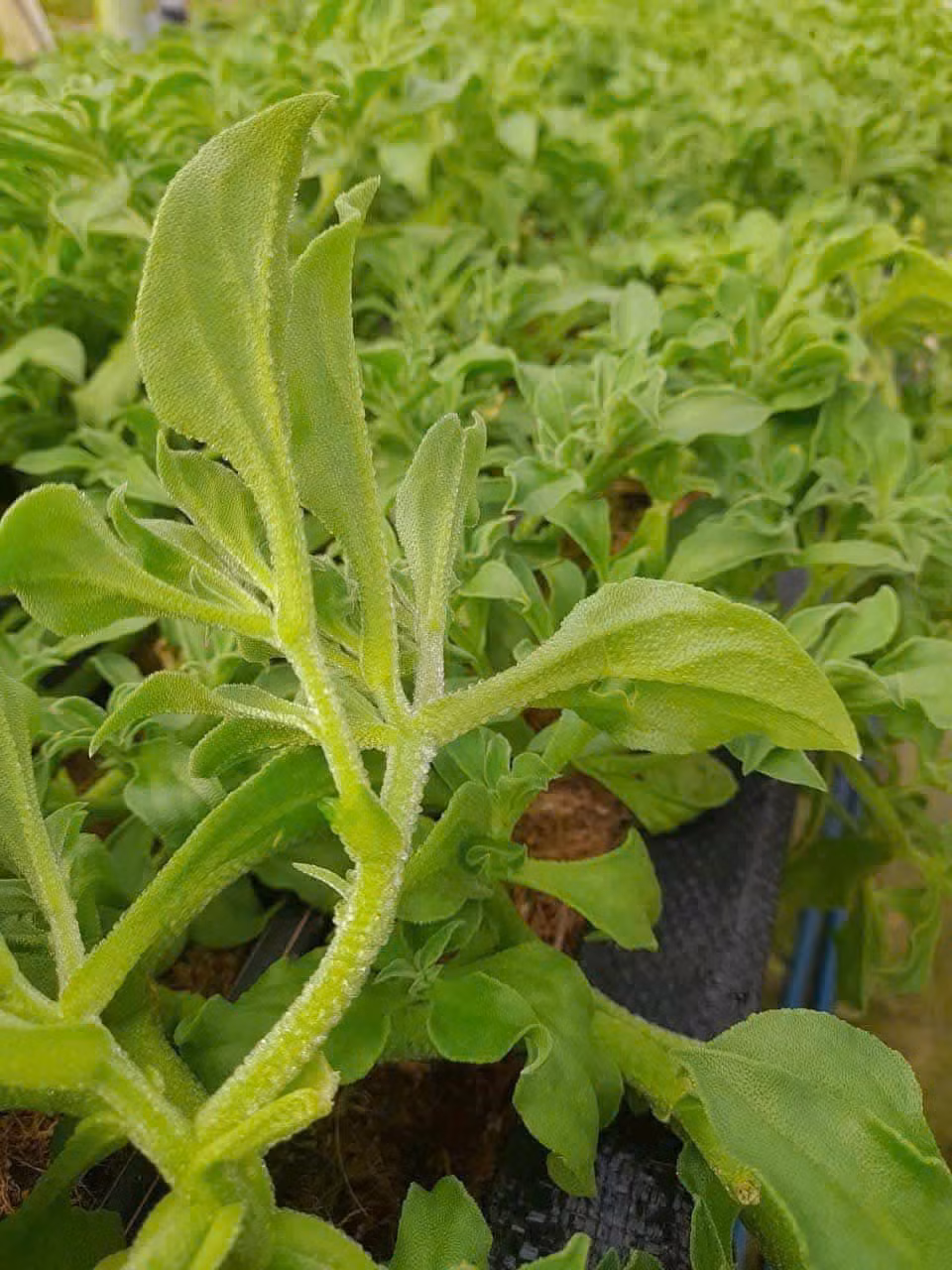 Thời gian gần đây, rau kim cương (hay còn gọi rau bông tuyết, rau giọt băng) trở thành trào lưu nên Threads, thu hút sự quan tâm của đông đảo cộng đồng mạng. Ảnh: FB Thảo Nguyên