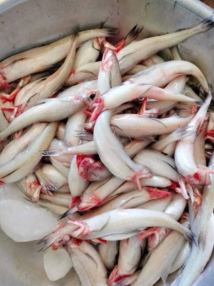 Giá cá khoai cao nhất trong thời gian từ mùng 2 đến mùng 4 Tết, sau đó giảm dần và hiện dao động từ 400.000 - 600.000 đồng/kg, tùy loại và kích cỡ. Ảnh: Facebook