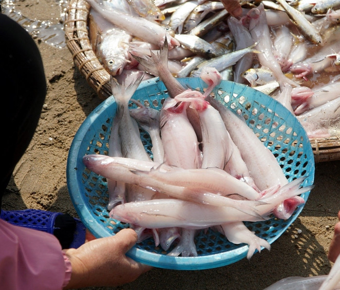 Vì vậy, những ngày đầu năm, giá cá khoai có thể lên tới 1 triệu đồng/kg, khách vẫn tranh nhau mua. Ảnh: Vietnamnet