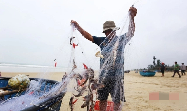 Khoảng 10 năm trước, cá cháo bị chê vì thịt nhão. Mỗi lần thấy cá khoai mắc vào lưới, ngư dân đều gỡ vứt đi hoặc mang về nấu cho gia súc, gia cầm. Ảnh: Infonet