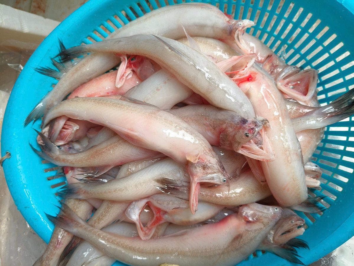 Loài cá này có thân mình dài tròn, màu trắng, không vảy, không xương dăm nhưng xương sống nhỏ. Thịt cá mềm thơm ngọt, dễ tan rữa nên được gọi là cá cháo. Ảnh: Facebook