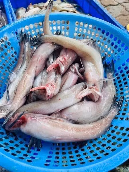 Sau này, khi biết đây là loại cá ngon, vị ngọt mát, giúp nhuận tràng và được người dân ưa chuộng, cá khoai bỗng trở thành đặc sản hút khách. Ảnh: Facebook
