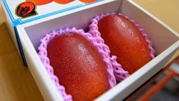 Năm 2019, một cặp xoài "trứng mặt trời" được bán giá cao kỷ lục 500.000 Yên (gần 104 triệu đồng) trong phiên đấu giá. Ảnh: Japantimes