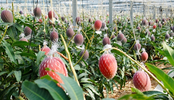 Để bảo vệ quả xoài khỏi bị trầy xước do va chạm và tránh cây bị gãy do sức nặng của quả, mỗi trái xoài còn được bọc cẩn thận trong một lớp lưới nhựa mịn. Ảnh: M-tokusan