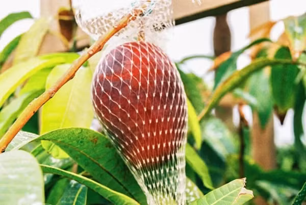 Xoài Miyazaki du nhập vào Nhật Bản vào năm 1949 và nhanh chóng được nhân rộng, phát triển thành một giống xoài độc đáo với chất lượng vượt trội. Ảnh: AC