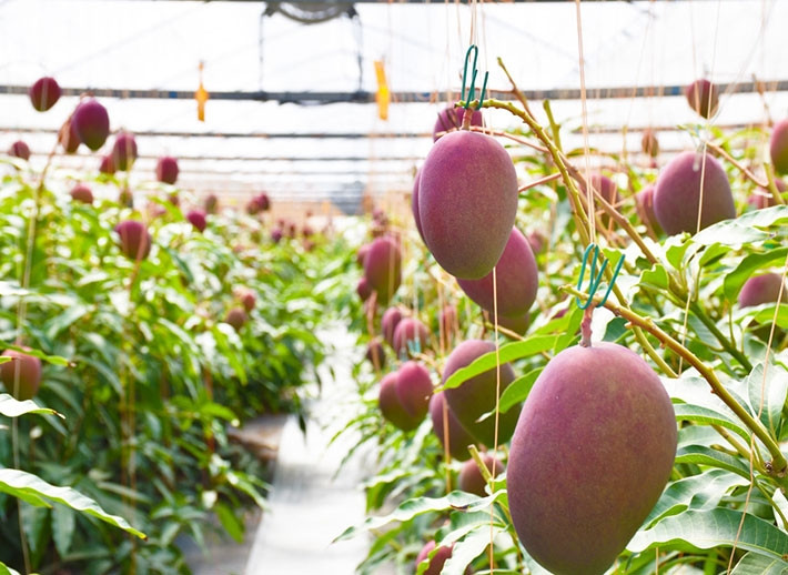 Người nông dân thậm chí còn gắn thêm các miếng phản chiếu ánh sáng ở dưới mỗi quả xoài, nhằm đảm bảo quả chín đều màu, đạt được màu đỏ đậm hoàn hảo. Ảnh: Japan Today