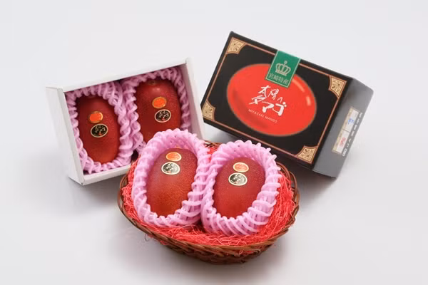 Tại các cửa hàng, xoài được trưng bày trong các hộp đựng sang trọng, có lớp lưới xốp bảo vệ, và bán cho những khách hàng sẵn sàng chi trả để thưởng thức loại trái cây thượng hạng. Ảnh: Japan Times