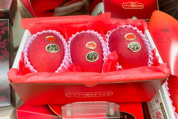 Xoài Miyazaki hình bầu dục, kích thước trung bình, đặc biệt màu sắc biến đổi kỳ diệu khi chín. Ảnh: Japanesefoodguide