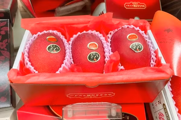 Xoài Miyazaki hình bầu dục, kích thước trung bình, đặc biệt màu sắc biến đổi kỳ diệu khi chín. Ảnh: Japanesefoodguide