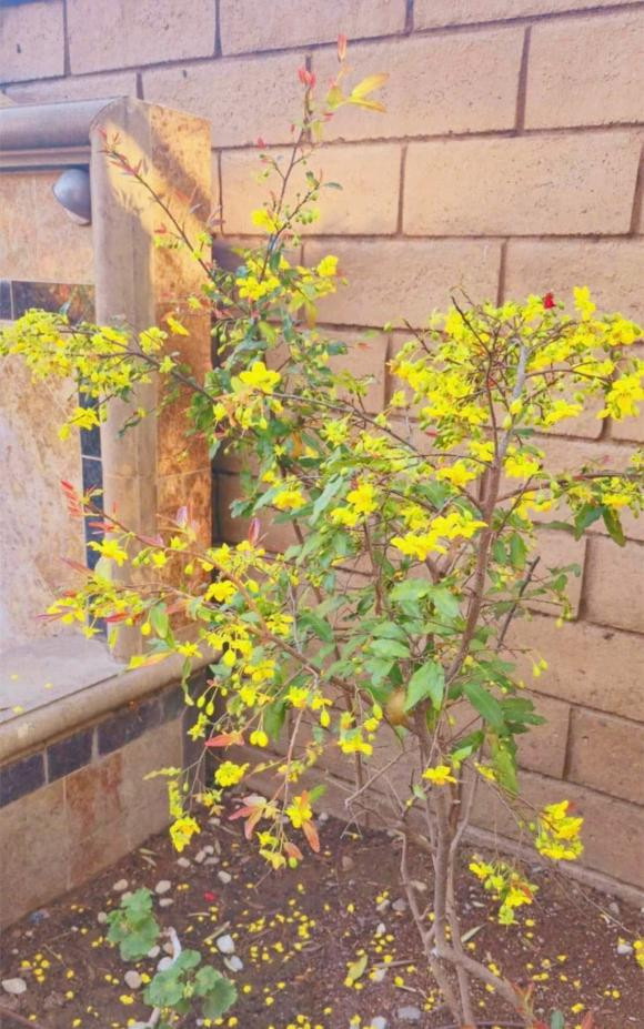 Nữ ca sĩ trồng nhiều loại hoa như kim quất, mai vàng, cẩm chướng đỏ, trúc...Ảnh: FBNV