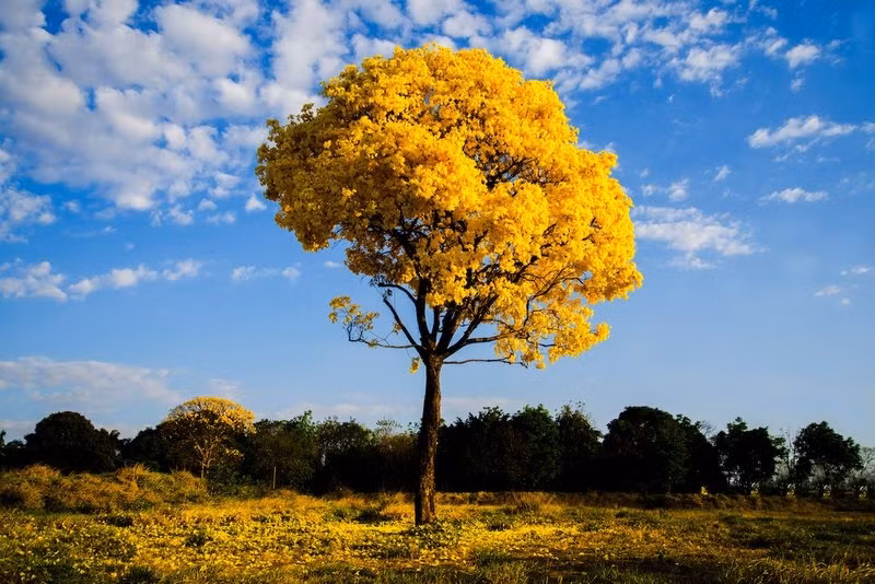 Do mức giá đắt đỏ nên các băng nhóm phá rừng ở Brazil ráo riết săn lùng loại quý hiếm này, dẫn đến cây Ipe ngày càng bị tận diệt. Ảnh: Duffield Timber