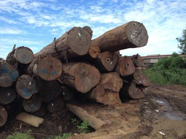 Theo thống kê của Tổ chức Gỗ nhiệt đới quốc tế, diện tích rừng Ipe bị tàn phá bởi nạn khai thác trái phép lên tới 16 triệu ha, gấp 6 lần so với diện tích được cho phép. Ảnh: Sapele Outlet