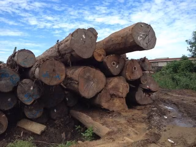 Theo thống kê của Tổ chức Gỗ nhiệt đới quốc tế, diện tích rừng Ipe bị tàn phá bởi nạn khai thác trái phép lên tới 16 triệu ha, gấp 6 lần so với diện tích được cho phép. Ảnh: Sapele Outlet