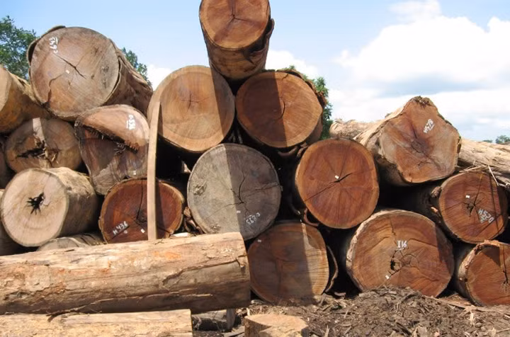 Theo đó, người ta phải chờ từ 80 - 100 năm mới thu hoạch được cây Ipe có đường kính khoảng 1m. Do thời gian sinh trưởng lâu, lại chỉ mọc ở đúng 1 quốc gia nên cây gỗ Ipe ngày càng trở nên quý hiếm. Ảnh: Ipe Outlet