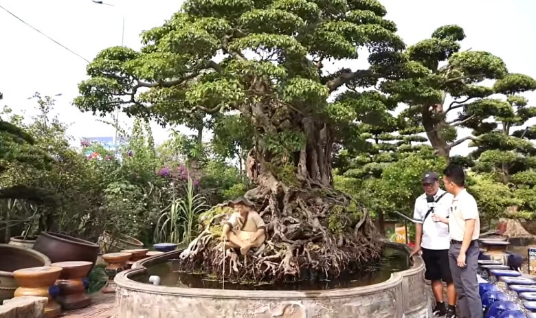 Cách đây không lâu, giới sinh vật cảnh không khỏi trầm trồ trước siêu sanh cổ "Cửu long tranh châu” có tuổi đời gần 200 năm. Ảnh: chụp màn hình