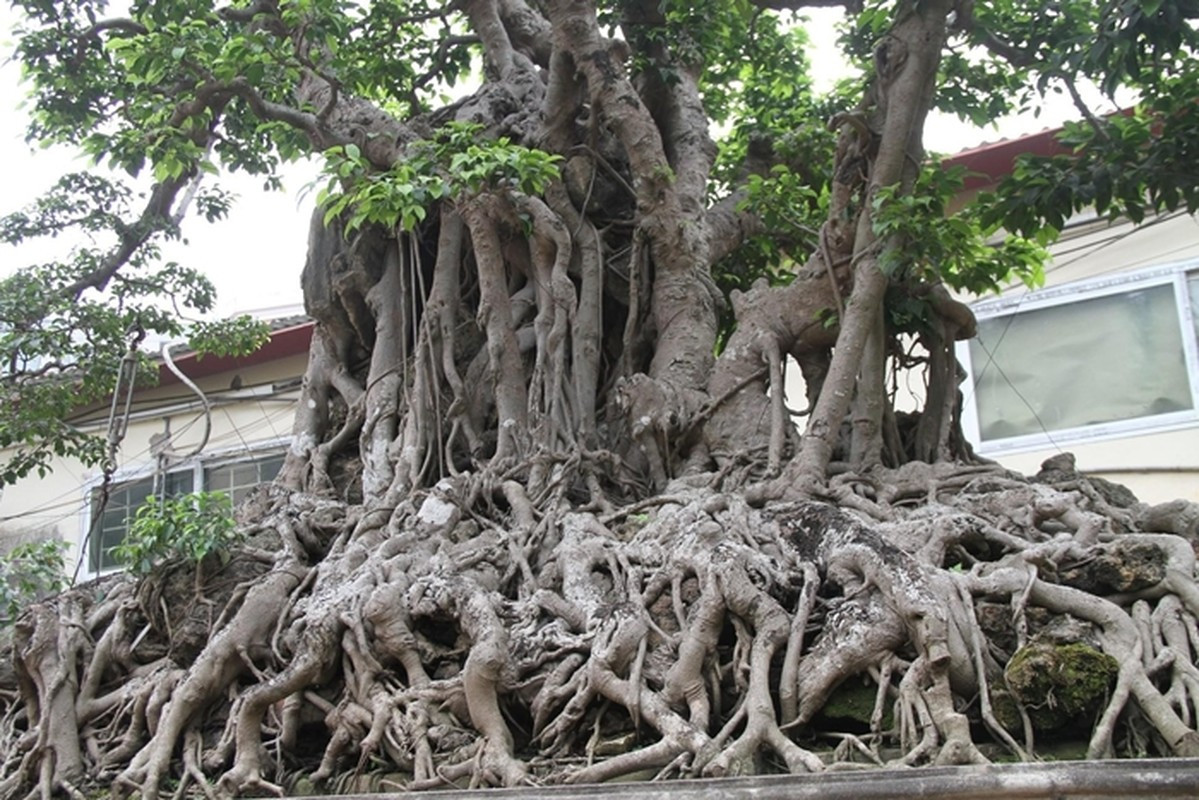 Chân bệ bám vào đá được các nghệ nhân ví như những móng rồng. Ảnh: Nongthonvaphattrien