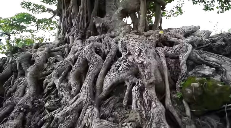 Bộ rễ cây tỏa đều tạo thế vững chãi, màu da của cây như màu đá bạc màu theo năm tháng. Ảnh: chụp màn hình