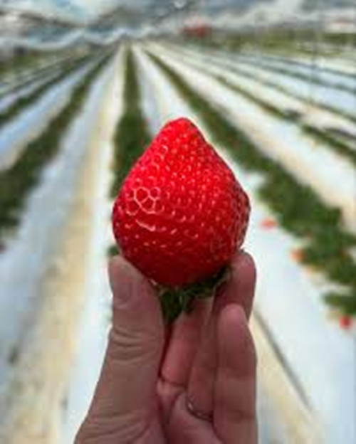 Đây là trái dâu tây chất lượng cao ở Nhật Bản, được ưa chuộng vì không có bất kỳ vị chua hoặc chát nào. Ảnh: Instagram