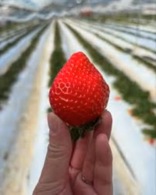 Đây là trái dâu tây chất lượng cao ở Nhật Bản, được ưa chuộng vì không có bất kỳ vị chua hoặc chát nào. Ảnh: Instagram