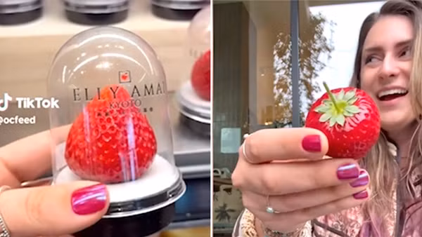 Họ tiết lộ loại dâu tây này được trồng trong suốt 7 năm để đạt độ cân xứng hoàn hảo, màu sắc rực rỡ và kích thước đặc biệt. Ảnh: Tiktok