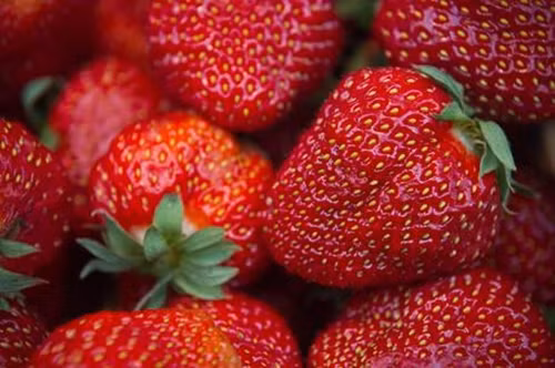 Mùa dâu tây này kéo dài từ tháng 12 đến tháng 6. Ảnh: La Voce di New York