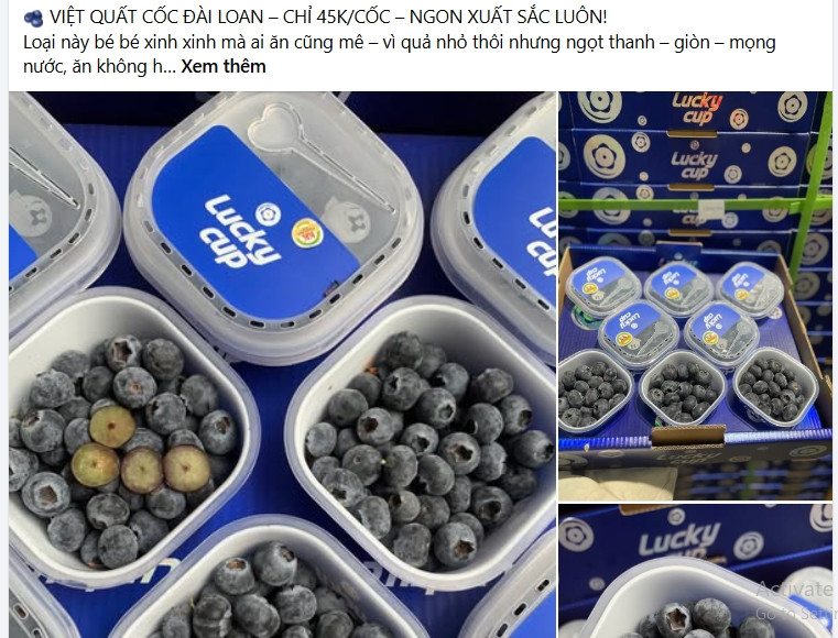 Việt quất giá rẻ đổ bộ thị trường, chị em tranh thủ đặt mua Viet quat gia re do bo thi truong, chi em tranh thu dat mua