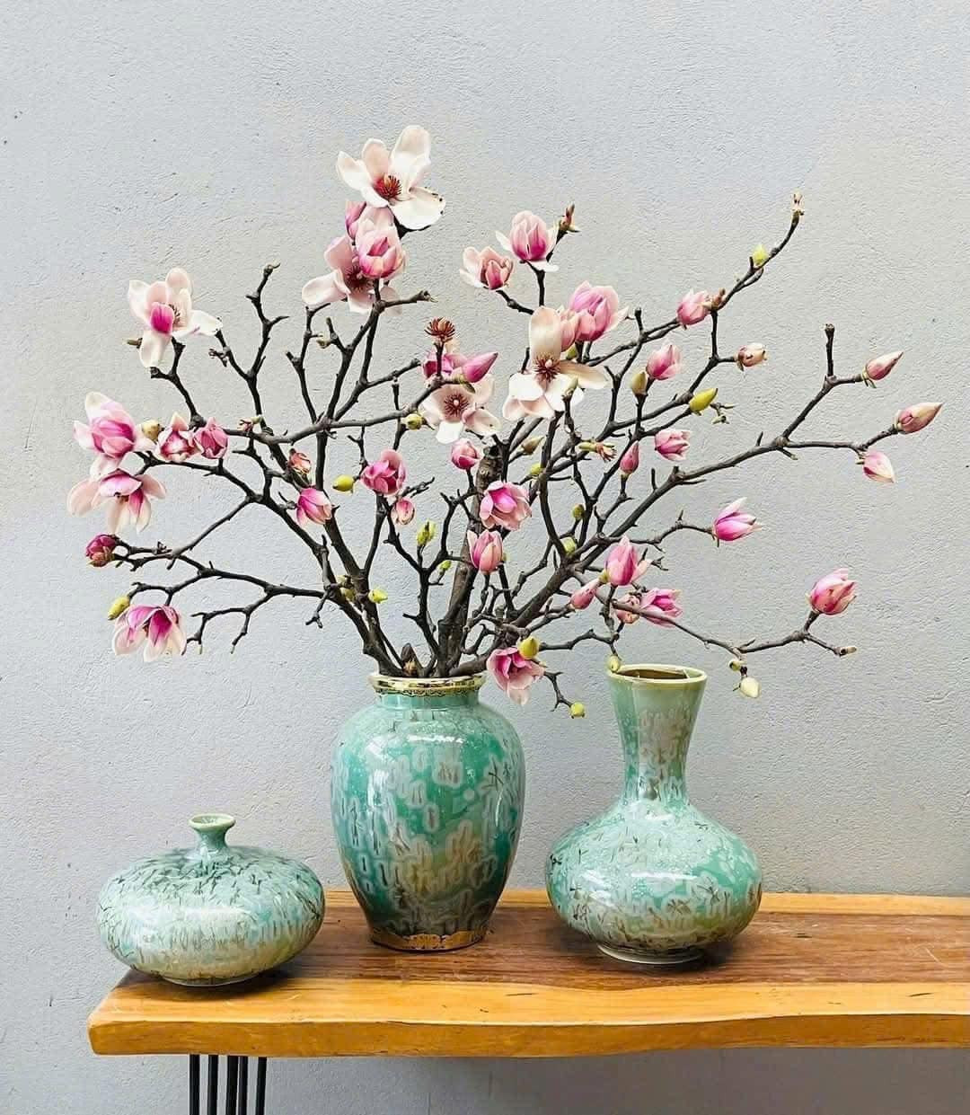 Hoa mộc lan có hình dáng tương tự hoa ngọc lan nhưng kích thước lớn hơn, thậm chí bông hoa có thể to bằng bàn tay cụp lại. Ảnh: FB Thu Hà Ngọc Minh