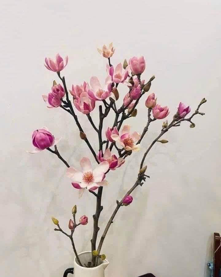 Sự duyên dáng cùng vẻ đẹp tinh tế khiến mộc lan ngày càng được yêu thích. Ảnh: FB Thu Hà Ngọc Minh