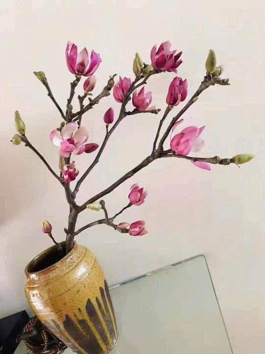 Năm nay, hoa mộc lan được các tiểu thương kỳ vọng là điểm nhấn cho thị trường hoa Tết. Ảnh: FB Thu Hà Ngọc Minh