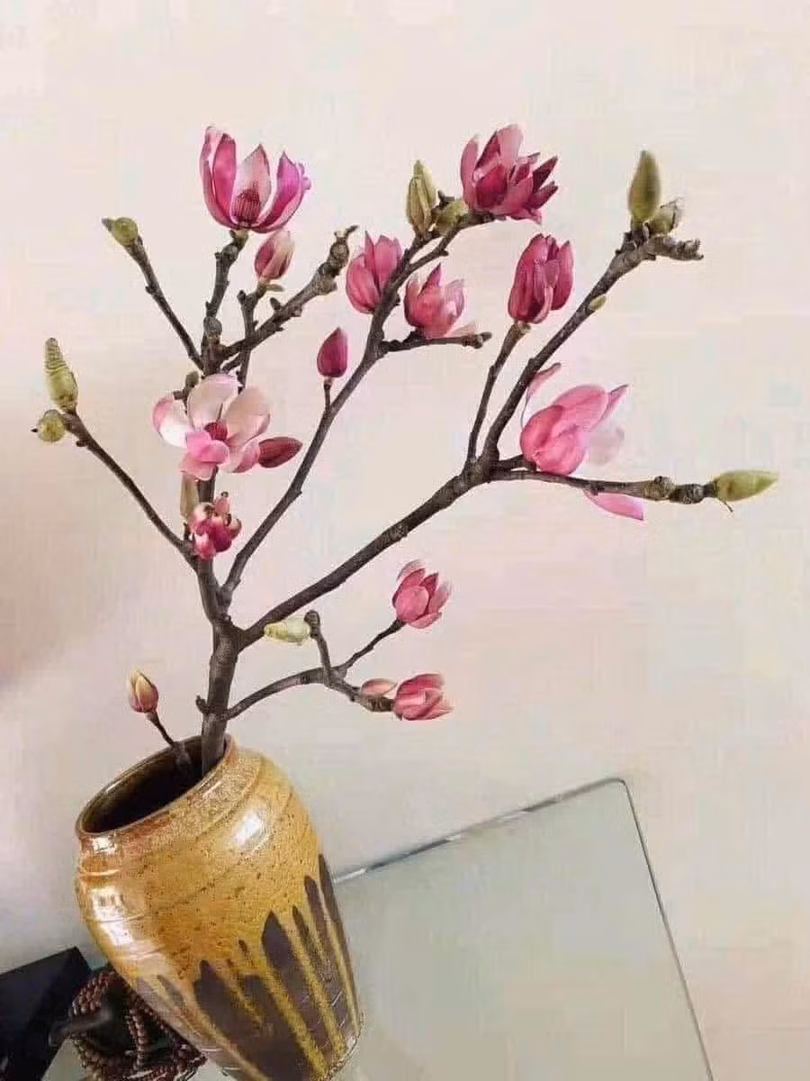 Năm nay, hoa mộc lan được các tiểu thương kỳ vọng là điểm nhấn cho thị trường hoa Tết. Ảnh: FB Thu Hà Ngọc Minh