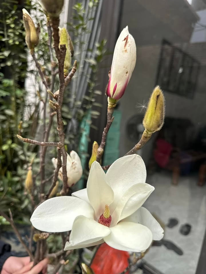 Mộc lan là một trong những loài hoa được ưa chuộng trong vài năm gần đây, còn được biết đến với các tên gọi khác như mộc hương, mộc niên hay mộc giáng hương. Ảnh: Facebook