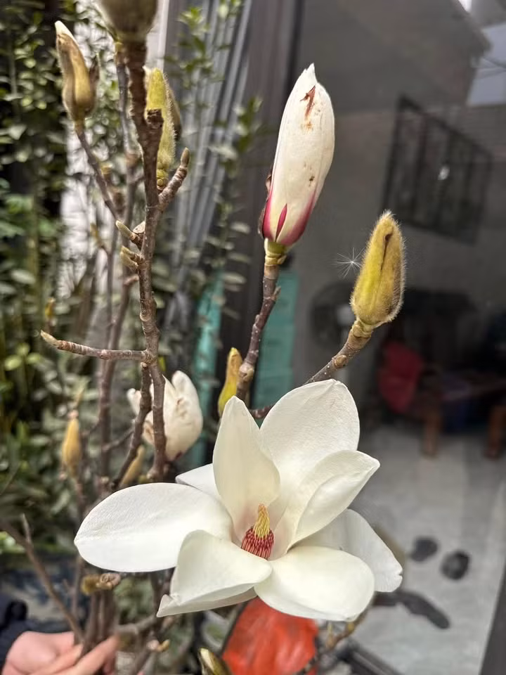 Mộc lan là một trong những loài hoa được ưa chuộng trong vài năm gần đây, còn được biết đến với các tên gọi khác như mộc hương, mộc niên hay mộc giáng hương. Ảnh: Facebook