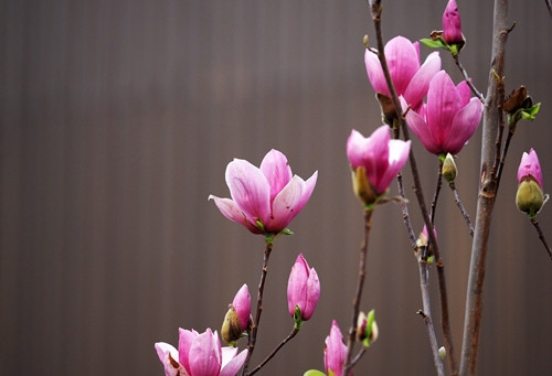 Mộc lan thuộc loại cây thân gỗ, cao khoảng 70cm đến hơn 1m, với một thân chính có đường kính khoảng 3-5cm và nhiều cành nhỏ chi chít nụ. Ảnh: Suckhoedoisong