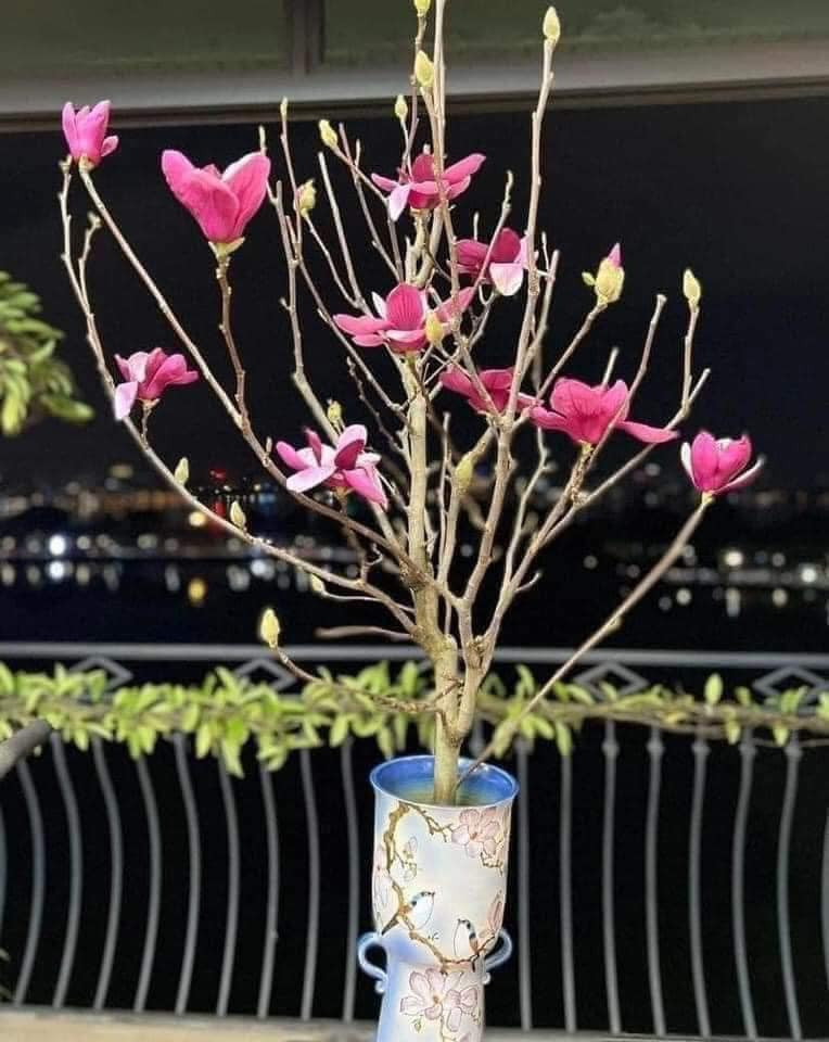 Khi chưa nở, cành mộc lan trông khẳng khiu, mộc mạc. Nhưng khi hoa bung nở, cây mộc lan nổi bật với những bông hoa to, cánh dày, đường kính từ 20-25cm. Ảnh: Fb Trần Hoa