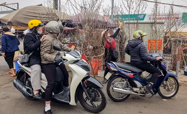 Chưa đầy một tháng nữa là đến Tết Nguyên đán Ất Tỵ 2025, thị trường hoa, cây cảnh bắt đầu vào mùa nhộn nhịp nhất trong năm. Ảnh: Baotintuc