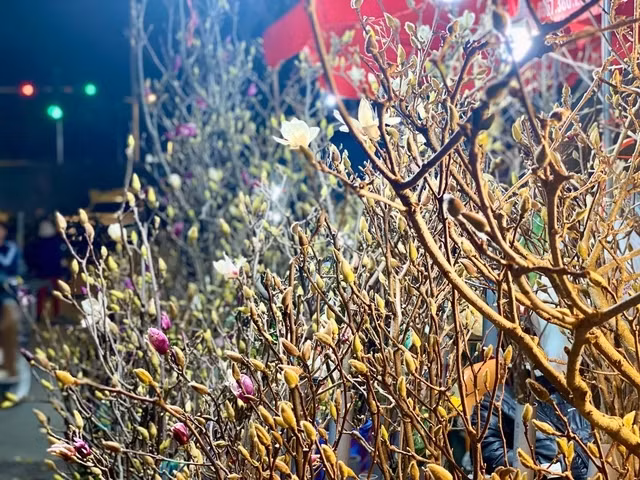 Theo các tiểu thương, hoa mộc lan có 2 màu được ưa chuộng là trắng và tím, trong đó loại trắng sẽ cho mùi hương dễ chịu hơn. Ảnh: Suckhoedoisong
