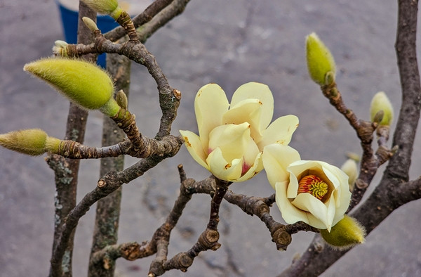 Bên cạnh những loại hoa truyền thống như đào, lê hay mận, hoa mộc lan cũng đang được tiểu thương đưa ra thị trường từ sớm, phục vụ nhu cầu chơi Tết của người dân. Ảnh: Baotintuc