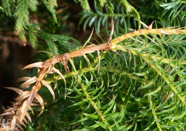 Loài cây này được phát hiện lần đầu tiên vào tháng 10/1999 tại huyện Quản Bạ, tỉnh Hà Giang. So phân bố hạn hẹp và tình trạng suy giảm số lượng cá thể nghiêm trọng, bách vàng được đưa vào Sách Đỏ của IUCN, được phân loại là loài cực kỳ nguy cấp. Ảnh: The Gymnosperm Database/C.J. Earle