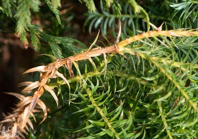 Loài cây này được phát hiện lần đầu tiên vào tháng 10/1999 tại huyện Quản Bạ, tỉnh Hà Giang. So phân bố hạn hẹp và tình trạng suy giảm số lượng cá thể nghiêm trọng, bách vàng được đưa vào Sách Đỏ của IUCN, được phân loại là loài cực kỳ nguy cấp. Ảnh: The Gymnosperm Database/C.J. Earle