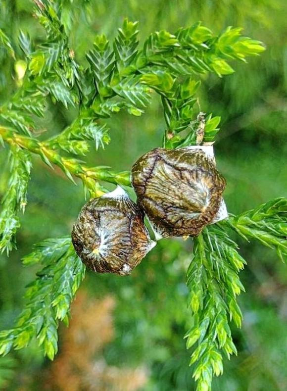 Ước tính, hiện số lượng bách vàng còn sót lại chỉ khoảng 1.000 cá thể trong môi trường hoang đã. Ảnh: Internet