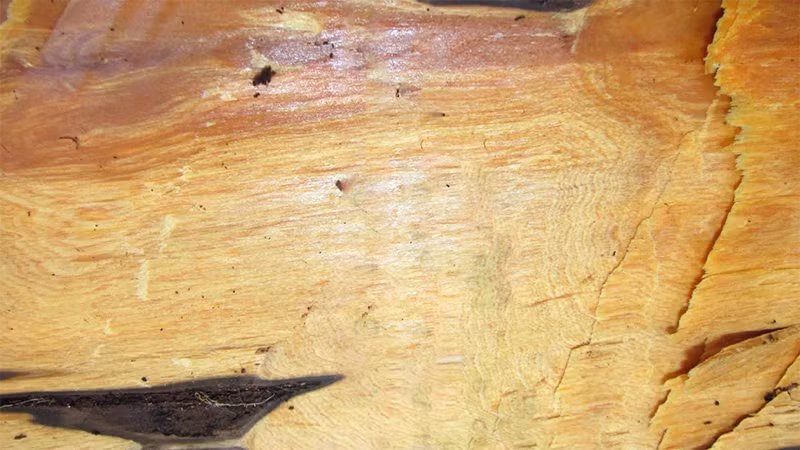 Những đặc tính độc đáo này đã khiến bách vàng trở thành loại gỗ quý hiếm, được ví như "vàng ròng của rừng xanh". Ảnh: Gỗ Đông Á