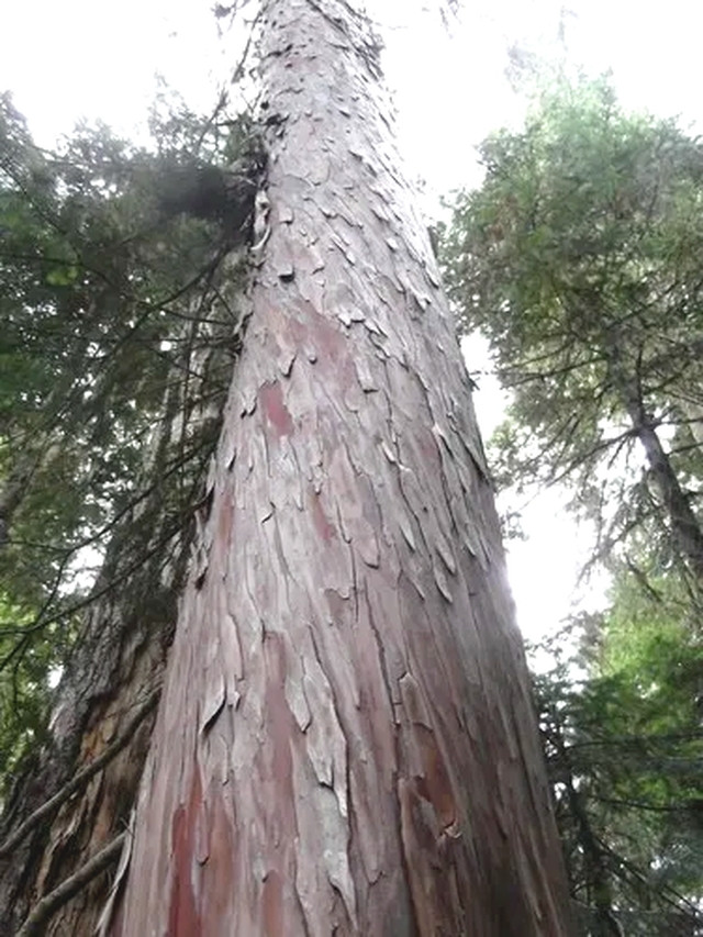 Cây bách vàng Việt Nam cao từ 10-15 mét, thân thẳng, vỏ màu nâu đỏ hoặc nâu xám. Ảnh: Brewbooks/CC-BY-SA-4.