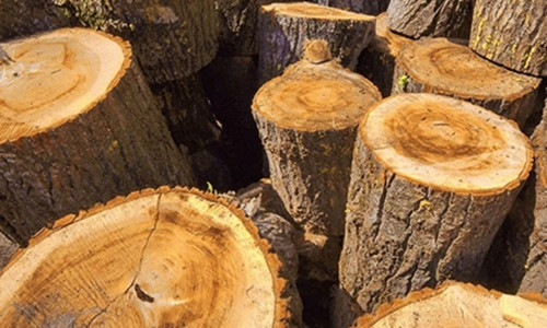 Gỗ bách vàng được đánh giá cao bởi thớ mịn, cứng chắc, mùi thơm đặc trưng và khả năng chống mối mọt tự nhiên. Ảnh: Internet