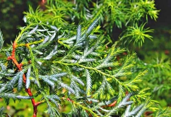  Bách vàng (Callitropsis vietnamensis), hay còn gọi hoàng đàn vàng Việt Nam, là loài cây quý hiếm bậc nhất thế giới, chỉ được tìm thấy ở hai quốc gia, trong đó có Việt Nam. Ảnh: Internet